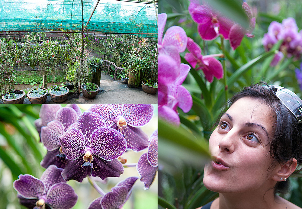 La serre du Mae Sa Orchid Farm