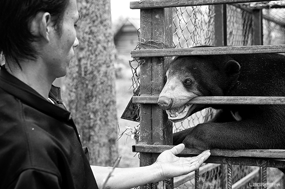 ours malais et sa bile au Laos