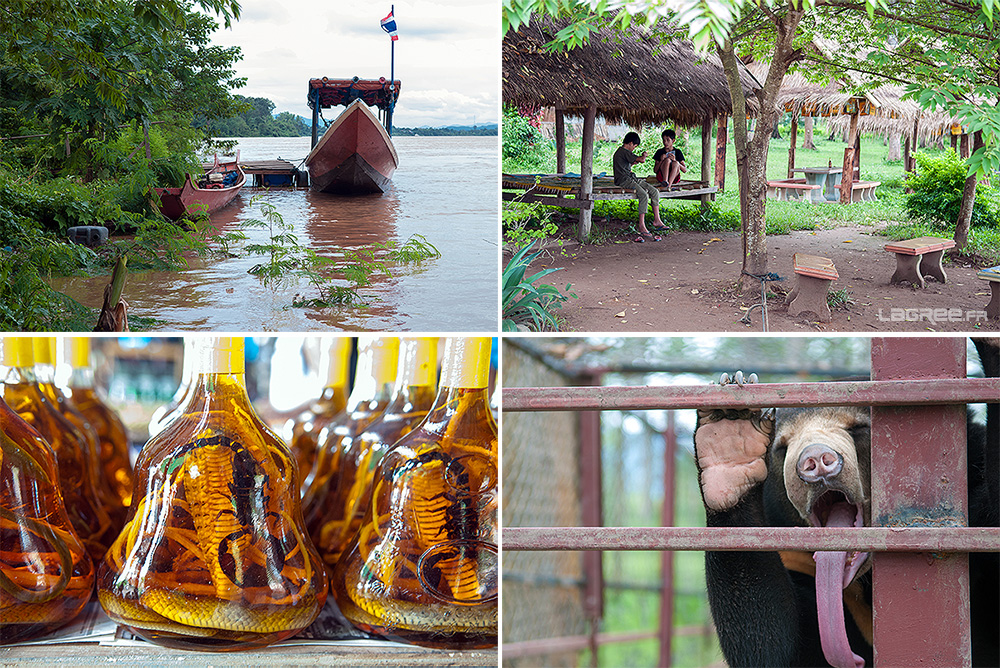 Lao Lao , alcool de serpent et l'ours malai