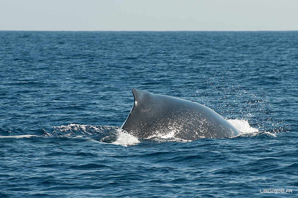 Baleine à bosse