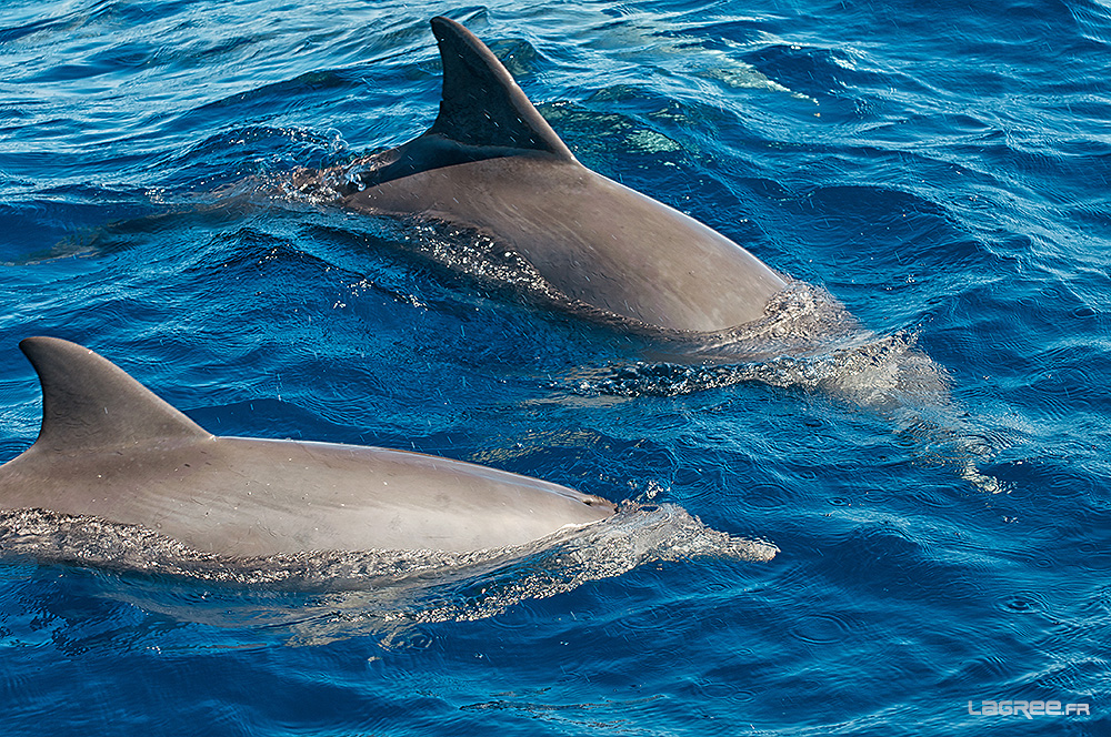 Grands Dauphins