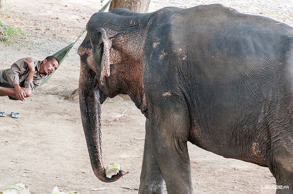 le Mahout et l'éléphant