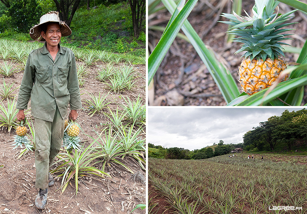 ananas plante.