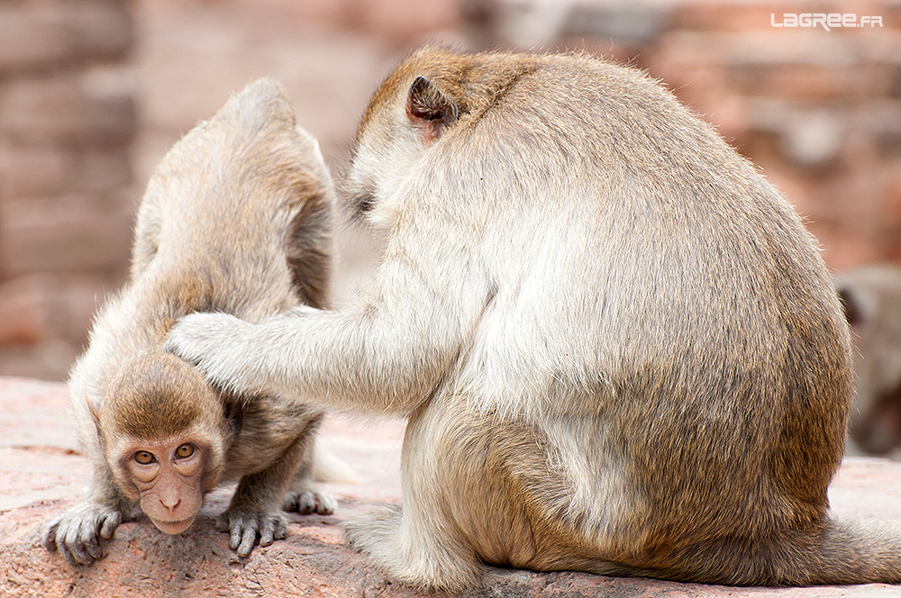 Singe Lopburi