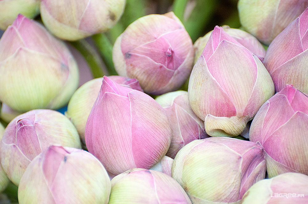 Fleur de lotus.