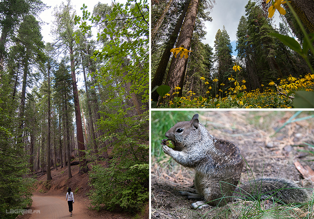 Mariposa Grove