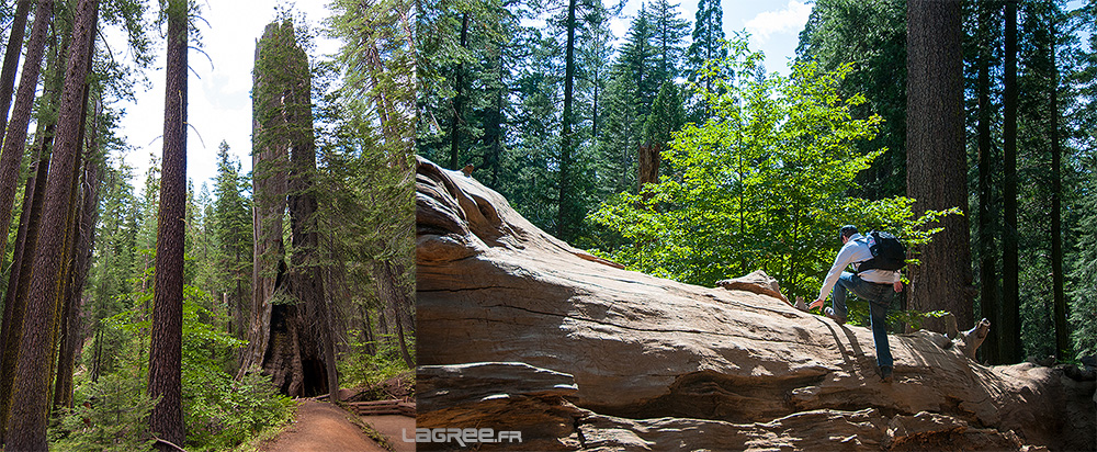 Mariposa Grove et ses séquoias 