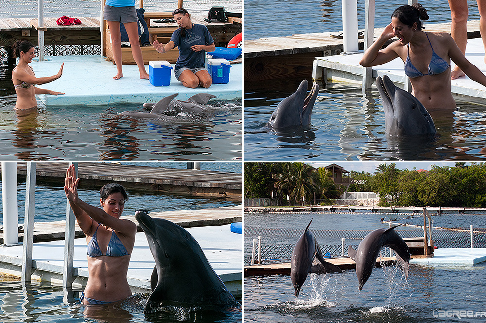 Dolphin Research Center