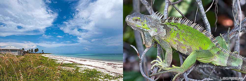 Iguane de Bahia Honda