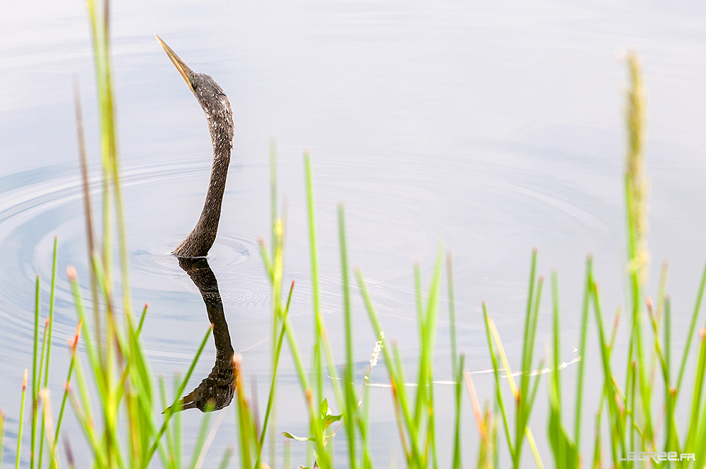 L'Anhinga d'Amérique