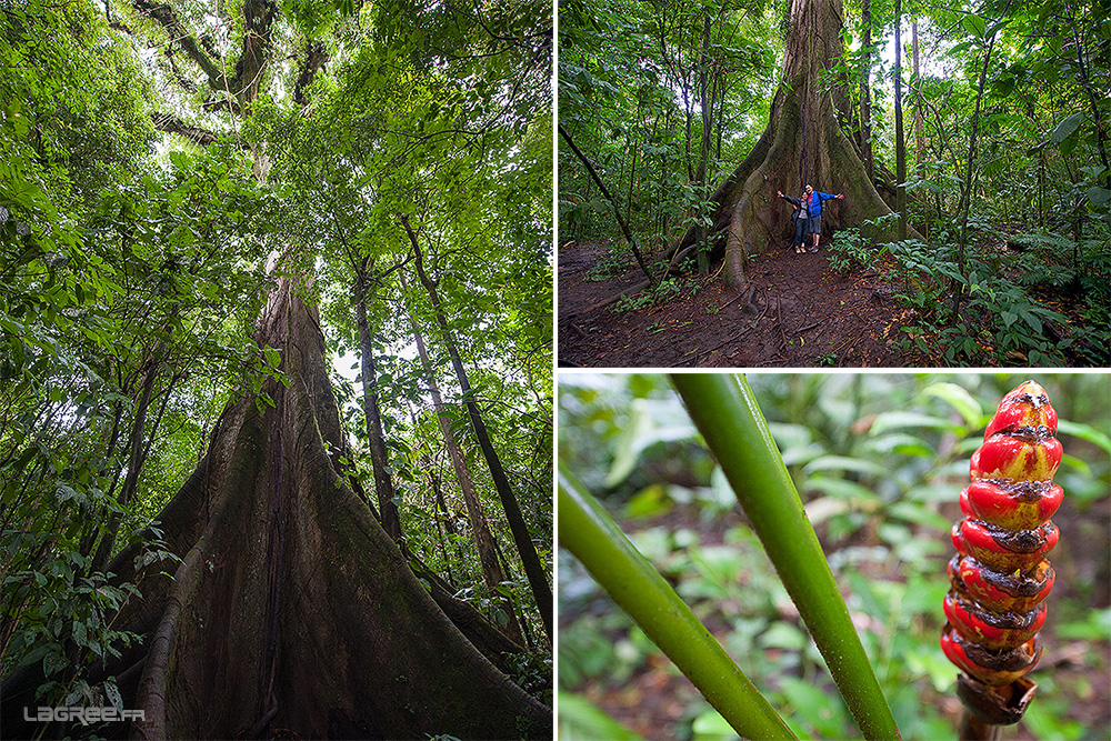 El Ceibo (Ceiba pentandra), kapokier ou encore fromager