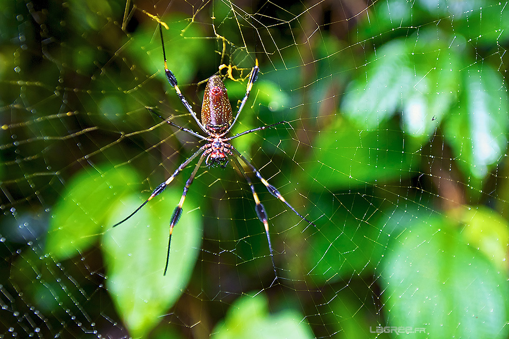 Golden Silk Orb