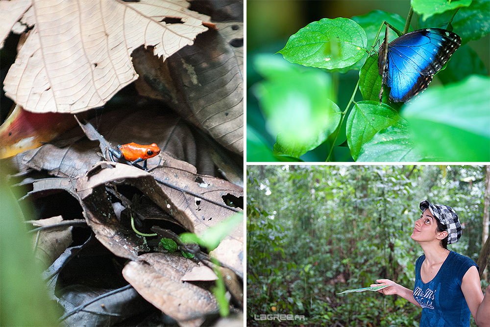 Morpho Bleu et Dendrobates pumilio