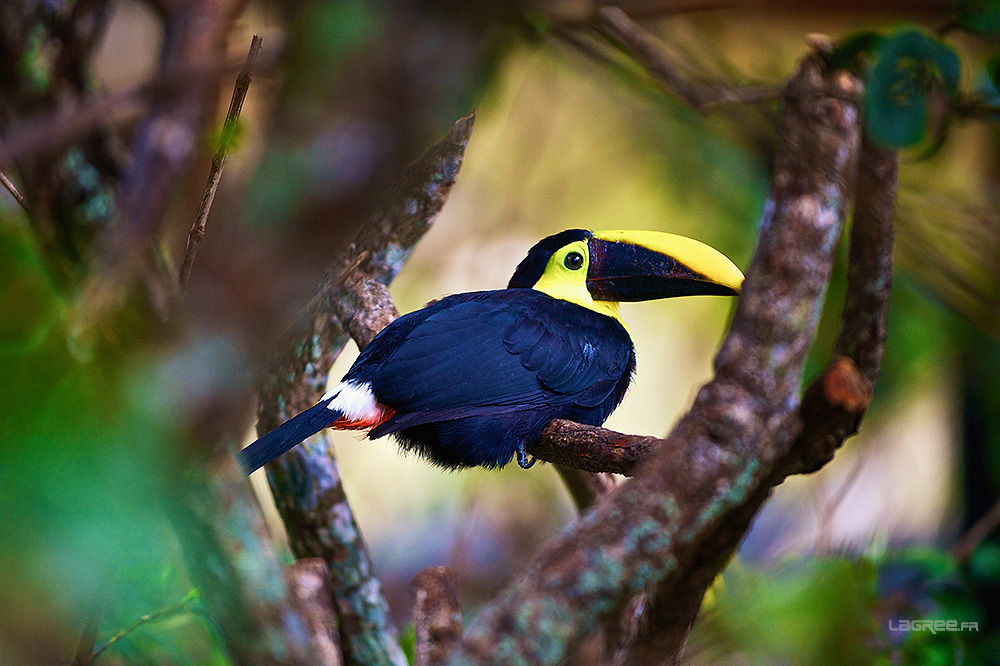  toucan de Swainson