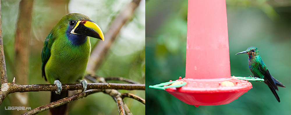 toucanet Emeraude