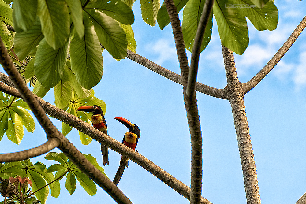 Aracari à collier 