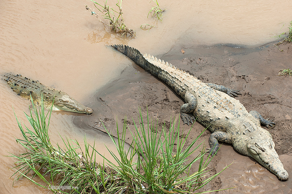 Caimans de Tarcoles