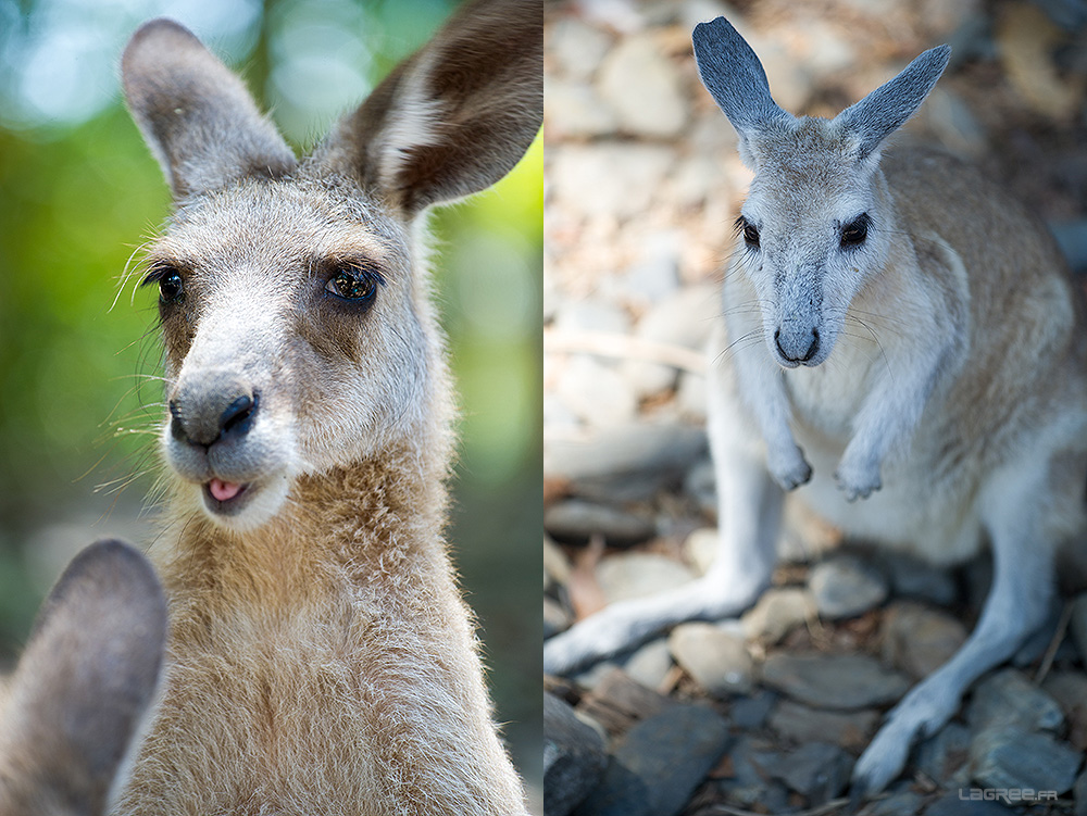 wallaby