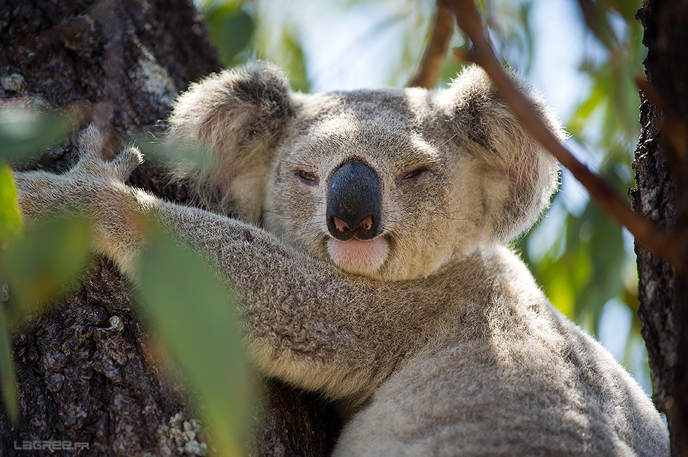 comptine Koala