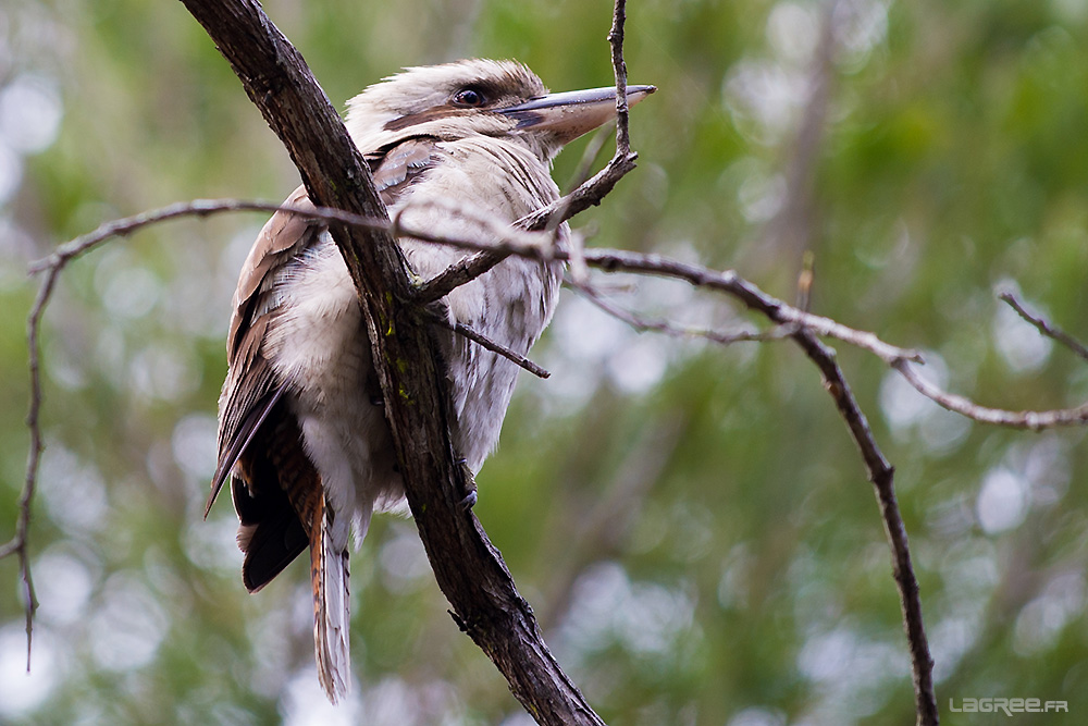 Kookaburra